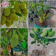 Jackfruit Curry Variety 